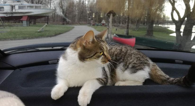 Otthona után úszott a hajóskapitány cica, Pityu - ez a macska tényleg vízre termett