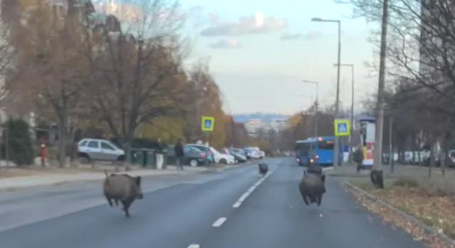 Videón, ahogy három vaddisznó peckesen sétálgat a Rózsadombon
