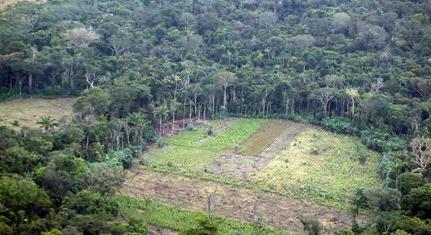 Az EP az erdőirtás megfékezésére fogadott el rendeletjavaslatot