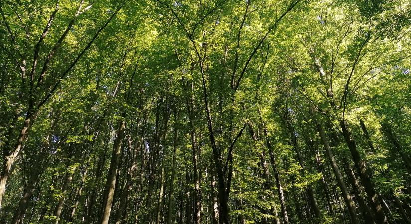 Nyolc tény, ami rávilágít, miért nem élnénk túl erdők nélkül