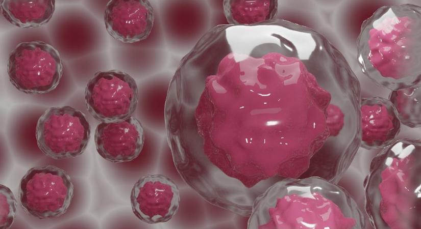 Isteni érintés: az őssejteket felhasználhatjuk embriók létrehozására, de milyen messzire menjünk?