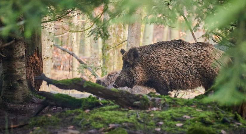 Méretes csapdát állítottak a Balatonalmádiban kóborló vaddisznóknak