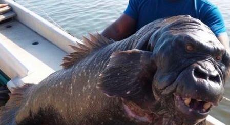 Rémisztő képeken egy algériai gorillaarcú hal