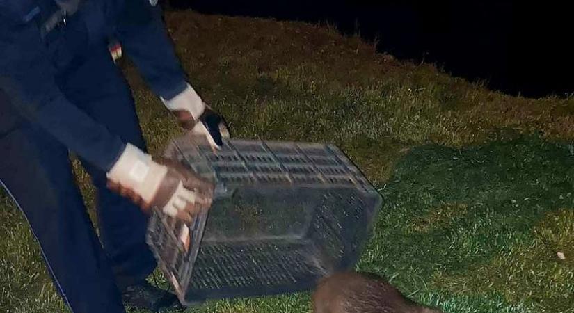 A hód aki eltévedt Tapolcán, de köszöni, hogy megmentették (tapolcaimedia.hu)