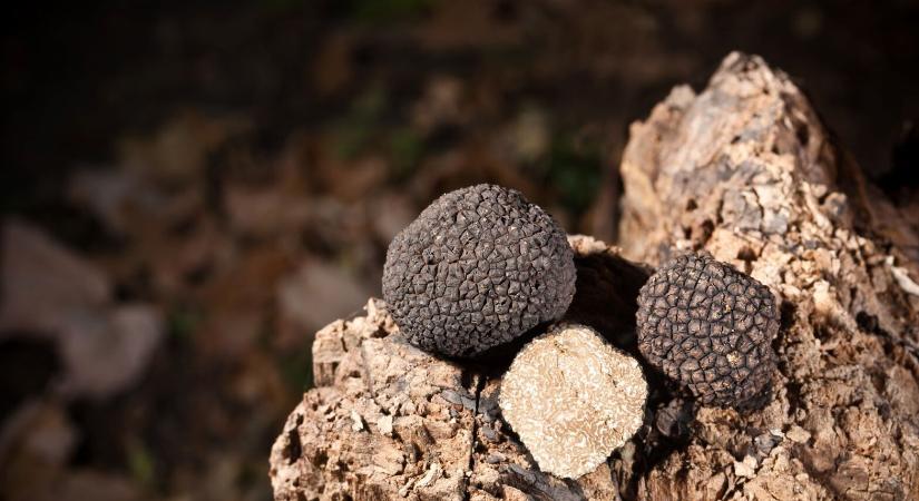 Életeket követel a szarvasgombagyűjtés