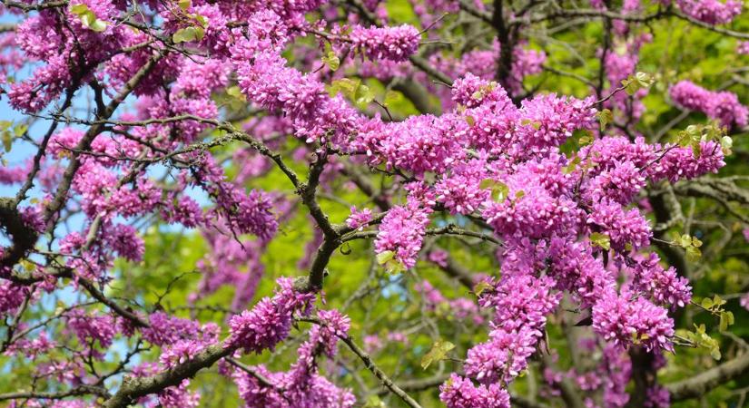 Parkok, kertek ékszere: virágzik a júdásfa. Tavasszal magról szaporítható