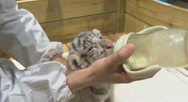 Egyszerre hat tigriskölyök született a rendkívül ritka fehér bengáli fajtából egy kínai állatkertben