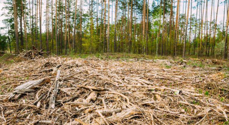 Drágulás jöhet? Az EP jóváhagyja az uniós termékek erdőirtásmentességét biztosító törvényt