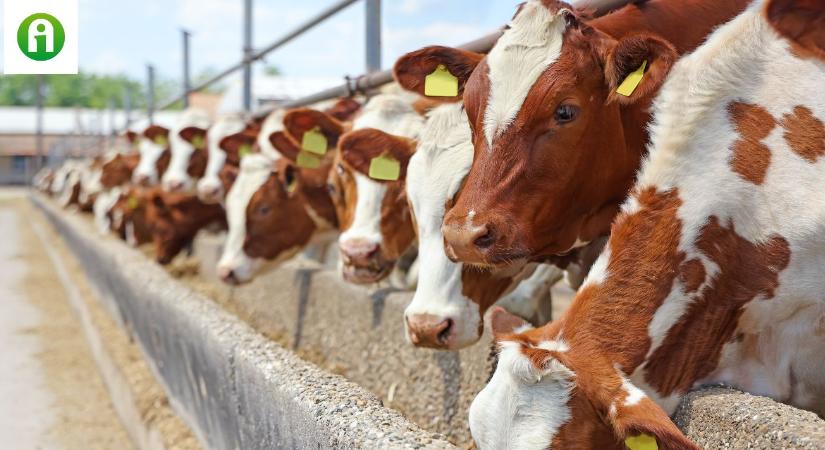 Ennél őrültebb ötlet már nem lesz a tehenek metánkibocsátásának megfékezésére