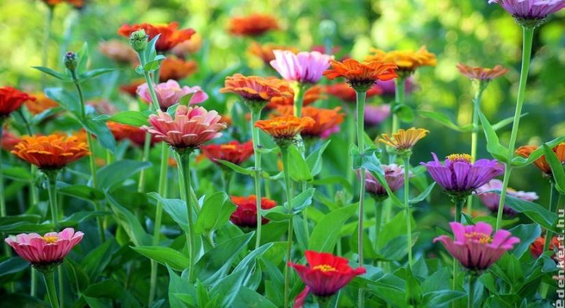 Ez a magyar kiskertek kedvenc nyári virága, ilyen könnyen tartható!