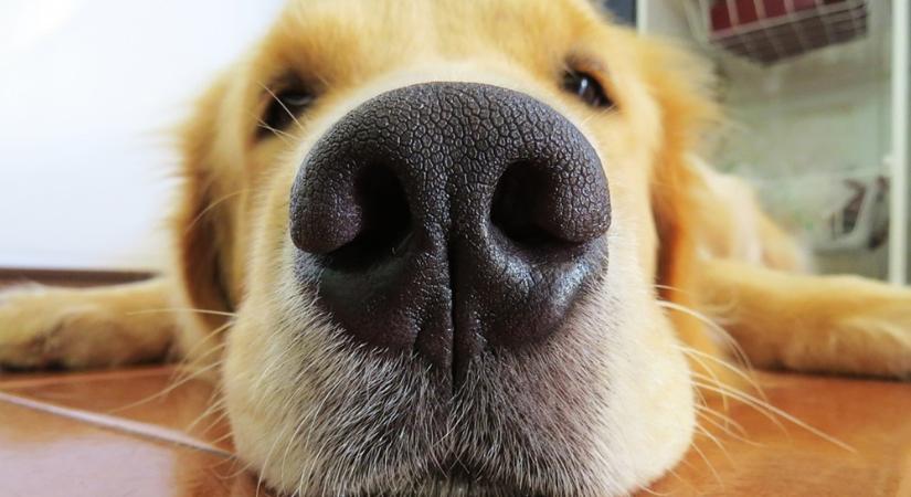Egy új applikáció az egyedi orrlenyomatuk alapján segít az elveszett kutyák megtalálásában