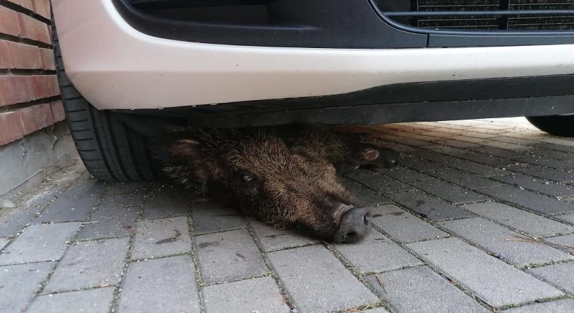 „Nem értettem, hogy tudott bemászni oda” – vaddisznó szorult egy autó alá Balatonalmádiban