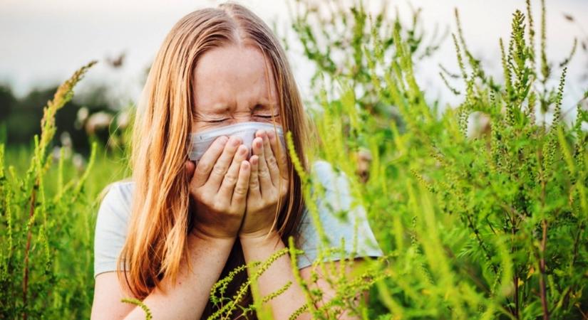Meteorológus: Európában megduplázódhat a parlagfűre allergiások száma