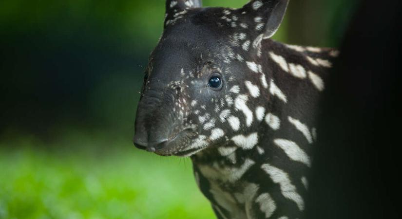Az őserdő kertésze, aki szabadidejében pokémon – Itt az ideje, hogy jobban megismerd a tapírt