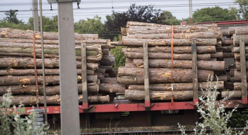 Hiába zárult le a tűzifaprogram, bőven van még kiszállítandó fa