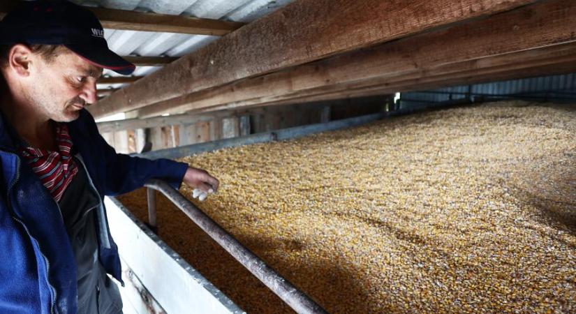 Agrárminisztérium: Az ukrán gabonára vonatkozó behozatali tilalom nem okozhat problémát