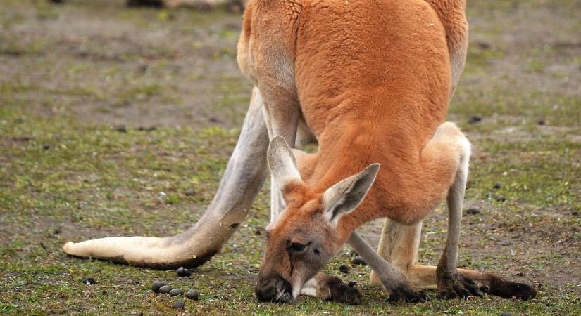 Vicces kengurukat láthatsz a Tisza-tónál, sőt, emucsibéket is etethetsz