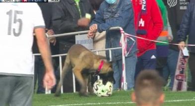 Ellopta a labdát egy kutya a Fehérvár meccsén (videó)