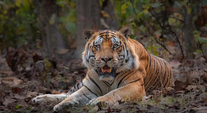 Egyszerűen képtelenség zavarba hozni India leghatalmasabb tigrisét