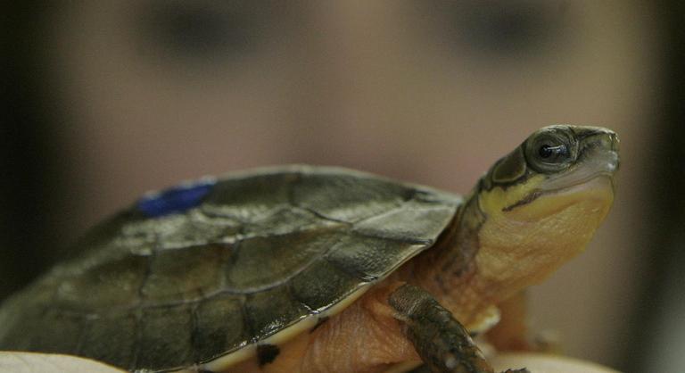 A kihalás fenyeget több teknősfajt is