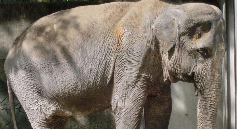 Befogták Indiában a többeket agyontaposó elefántot