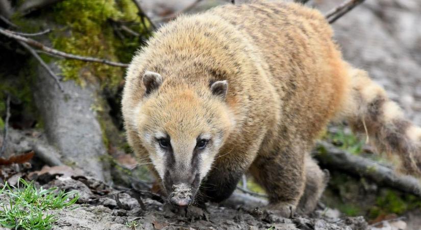 Új fajjal gazdagodott a tiszaderzsi Kenguru Park