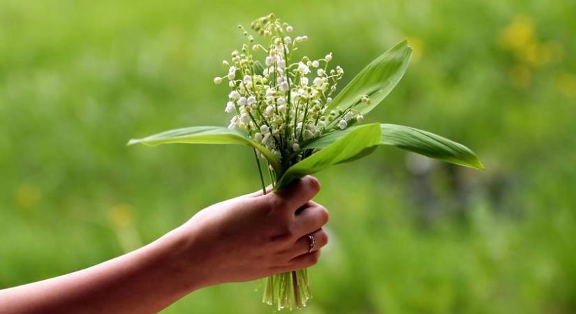 Ezt a szerencsehozó kis virágot ünneplik ma a franciák: 4 izgalmas szokás május 1-jén
