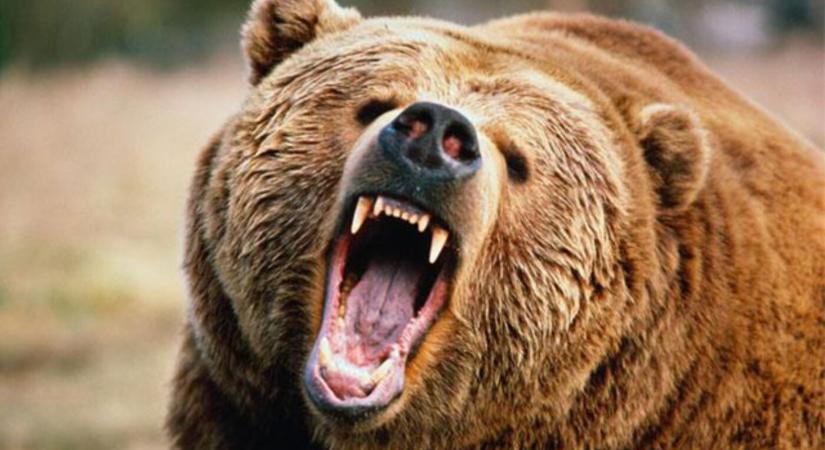 Megtámadott két embert egy agresszív medve