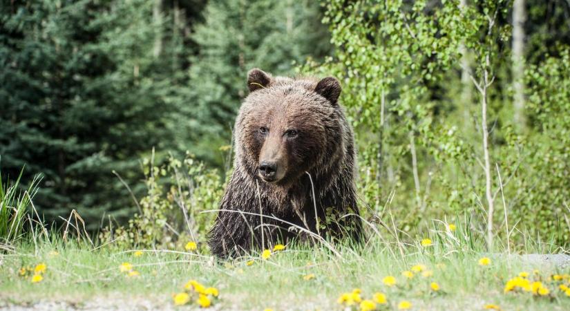 Óriási a baj! Agresszív, lőtt sebű medve tartja rettegésben a vidéket: két emberre rontott rá Felsővisnyónál