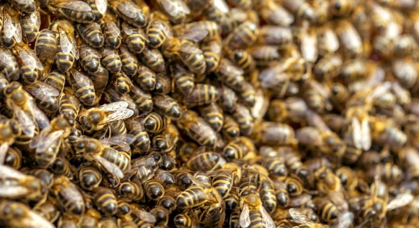 Szinte teljesen beborították a méhek, miközben a gyermekeit mentette egy arizonai anyuka