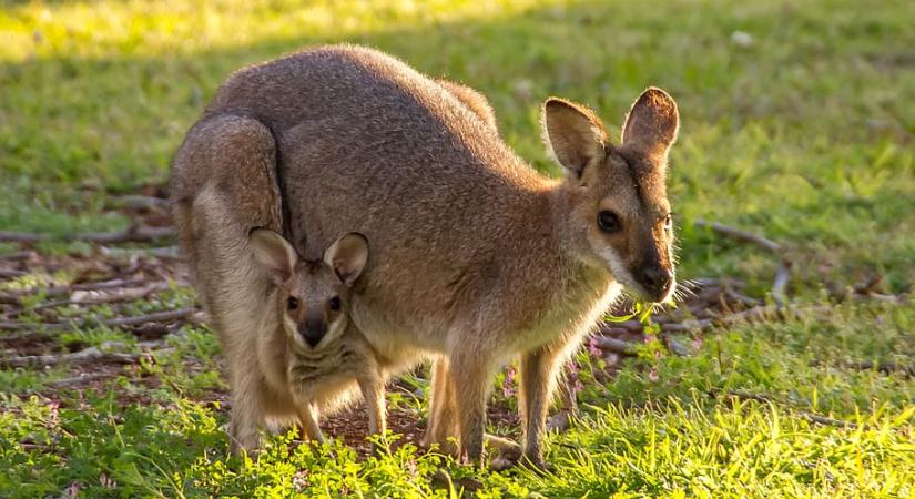 A kenguruk egyedfejlődése evolúciós szempontból az emberénél is fejlettebb