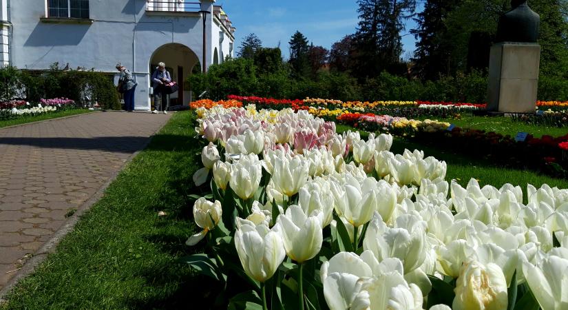 Ezernyi színben pompázik a kolozsvári botanikus kert
