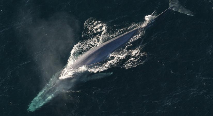 Óriási bálnákat videóztak az Adrián