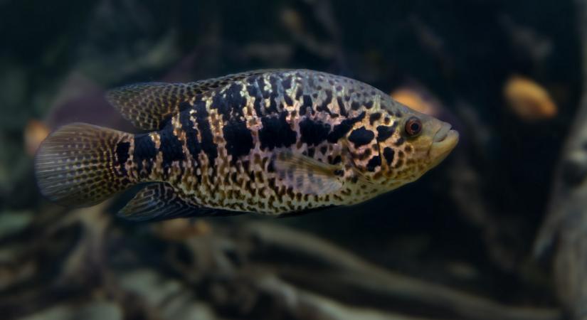 Veszélyes halakat fogtak ki a Balatonnál: nagy baj lehet, ha nem állítják meg őket