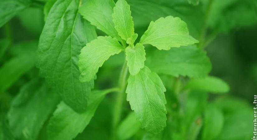 Hogyan termesszünk sztíviát (Stevia rebaudiana)? Ezek a trükkjei!