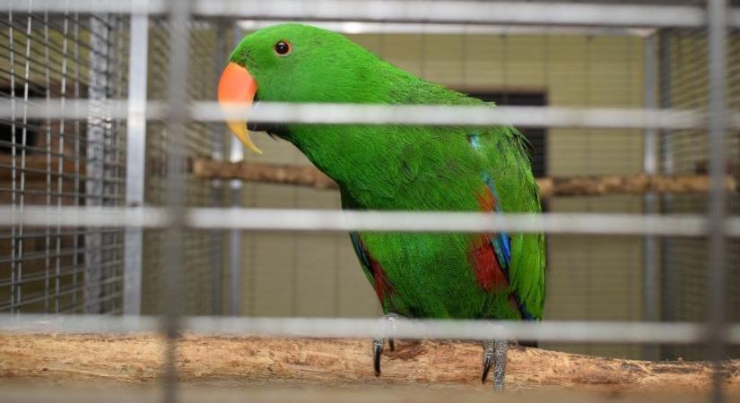 Szenvedélyes madárgyűjtő leleplezésében segített a Szegedi Vadaspark