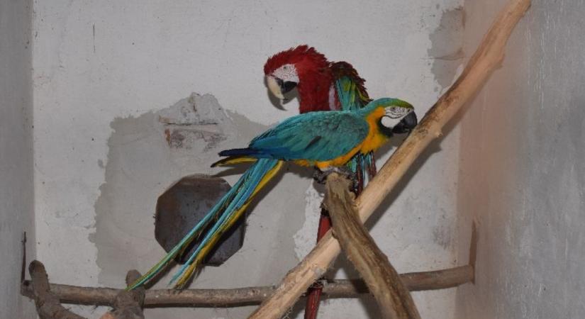 Száz egzotikus madarat tartott gyulai tanyáján egy lelkes madárgyűjtő – a felét illegálisan
