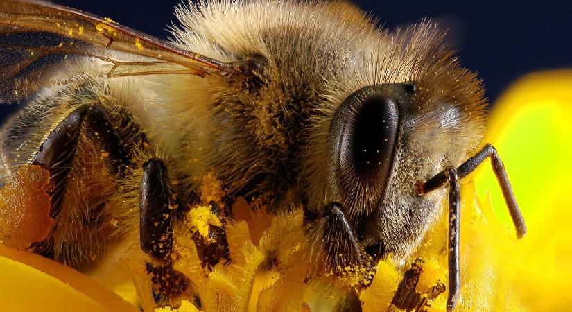 A méhek bélbaktériumai a klimatikus tényezők és az évszakok változásának tükrében