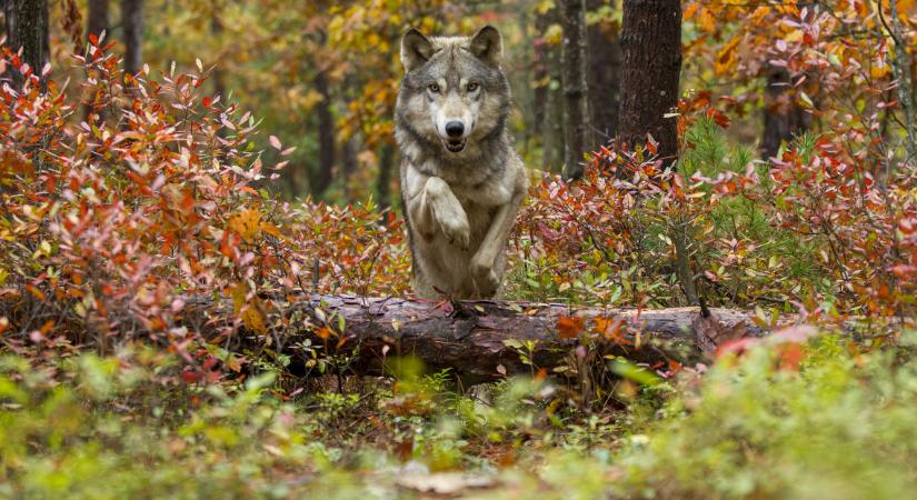 Élnek farkasok a magyar erdőkben is: mutatjuk, hol láthatjuk őket
