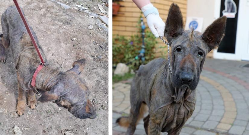 Kezeletlen betegsége miatt még a fajtáját se lehetett felismerni a kutyának, akit állatvédők mentettek meg