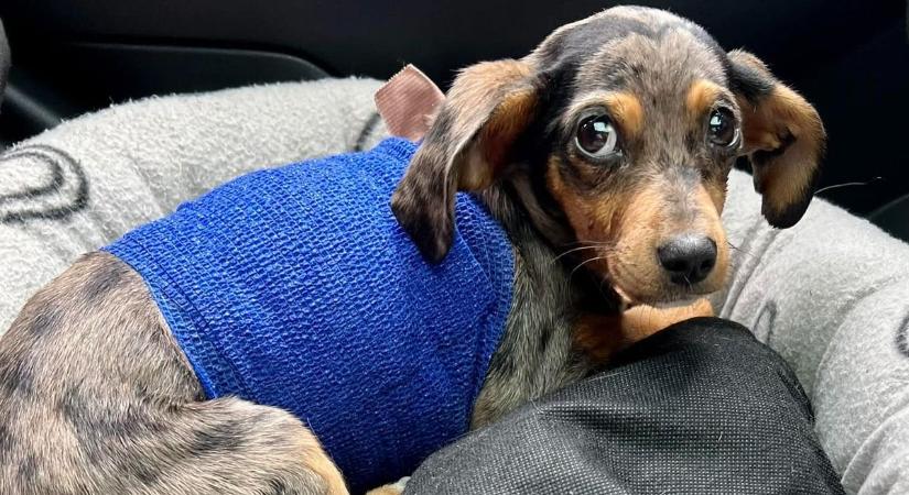 Nehéz döntés: elhalasztották Zsebibaba, a megnyúzott kutyus műtétjét