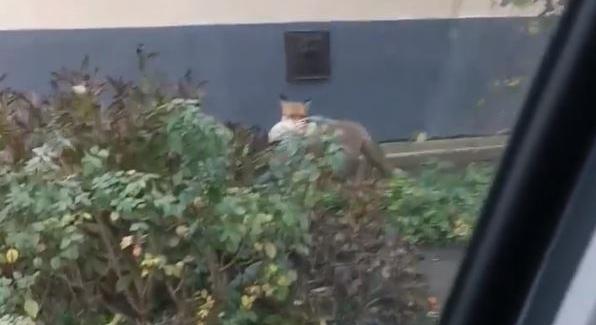 Tyúktolvaj rókát videóztak le Békéscsabán