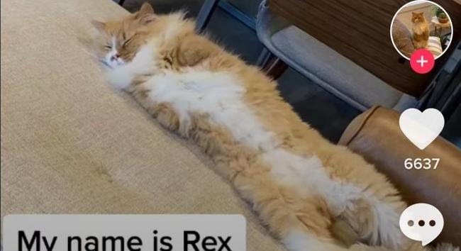 TikTok-sztár lett Rex, a mellső mancsok nélküli cica – videók