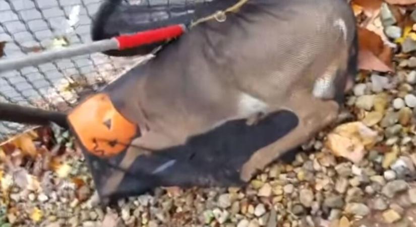 Műanyag sütőtökbe szorult szarvast mentettek állatvédők New Yersey-ben - videó