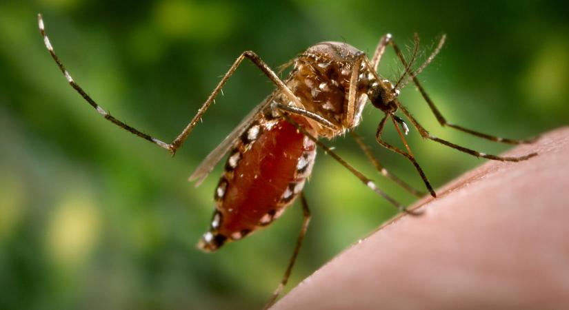 Tovább csíphetnek a szúnyogok a fényszennyezés miatt
