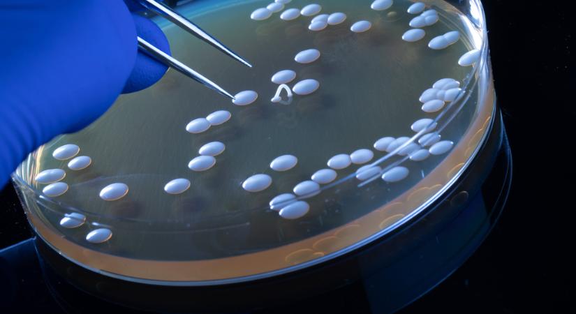 Candida: ez az igazi veszélye a gomba elszaporodásának a bélben