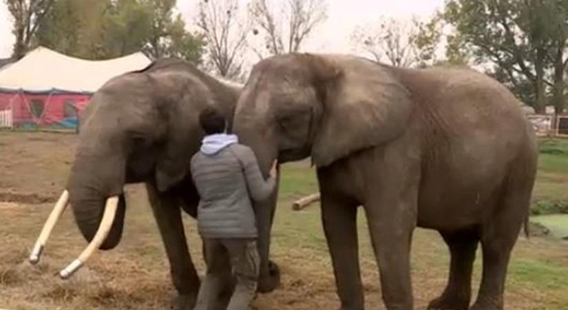 Állatkínzás miatt feljelentést tett a NÉBIH az elpusztult cirkuszi elefántok miatt