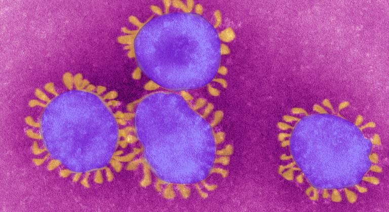 Román kutatók: a mostani már nem a vuhani koronavírus, ez sokkal fertőzőbb és szelídebb