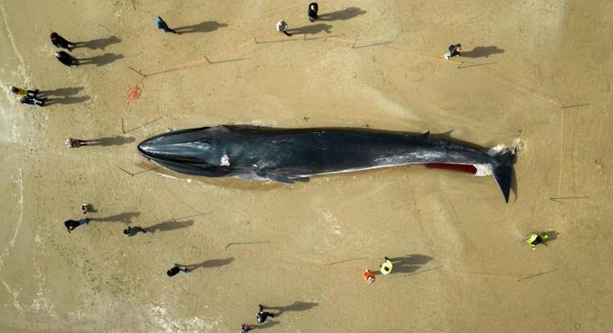 Turisztikai látványossággá vált egy bálna teteme egy angliai strandon