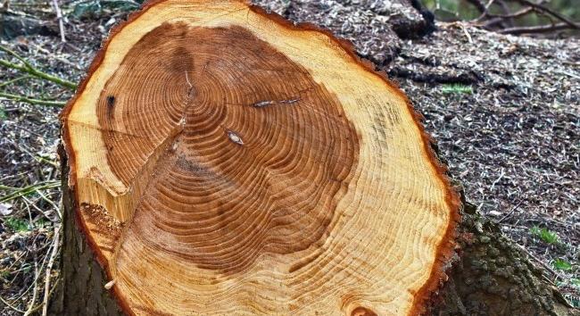 Illegális fakitermelés: Borsod extrém magas kockázatú